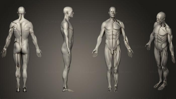 Анатомия скелеты и черепа (Анатомия2, ANTM_0223) 3D модель для ЧПУ станка